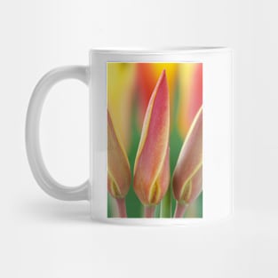 Tulipa clusiana var. chrysantha  AGM  Golden lady tulip Mug